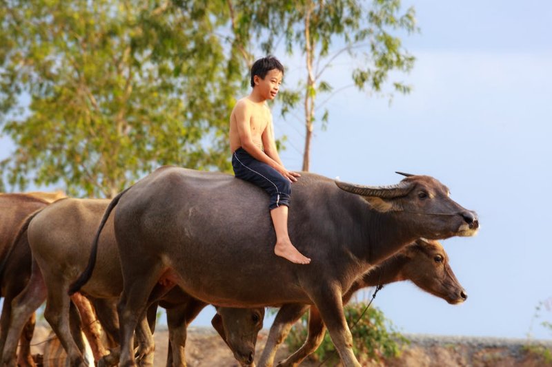 Các trường hợp nằm mơ thấy con trâu đánh đề con gì khác